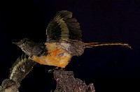 Gray-chinned Minivet Collection Image, Figure 5, Total 11 Figures